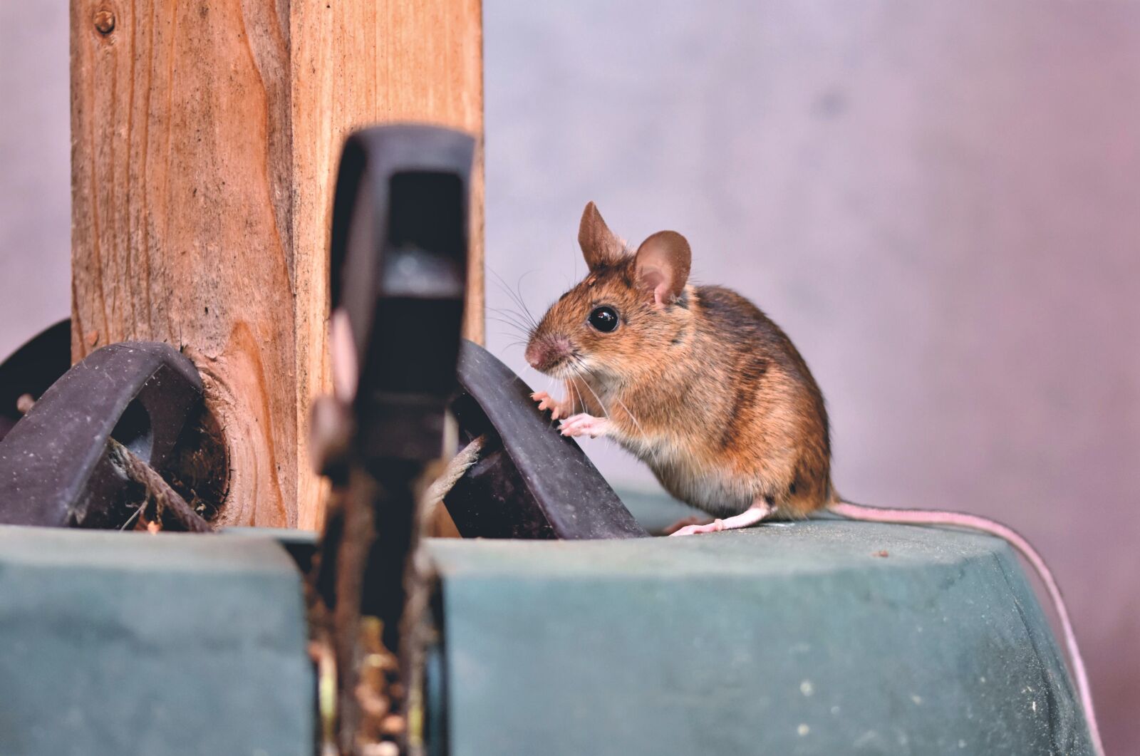 Nikon D7200 sample photo. House mouse, mouse, long photography
