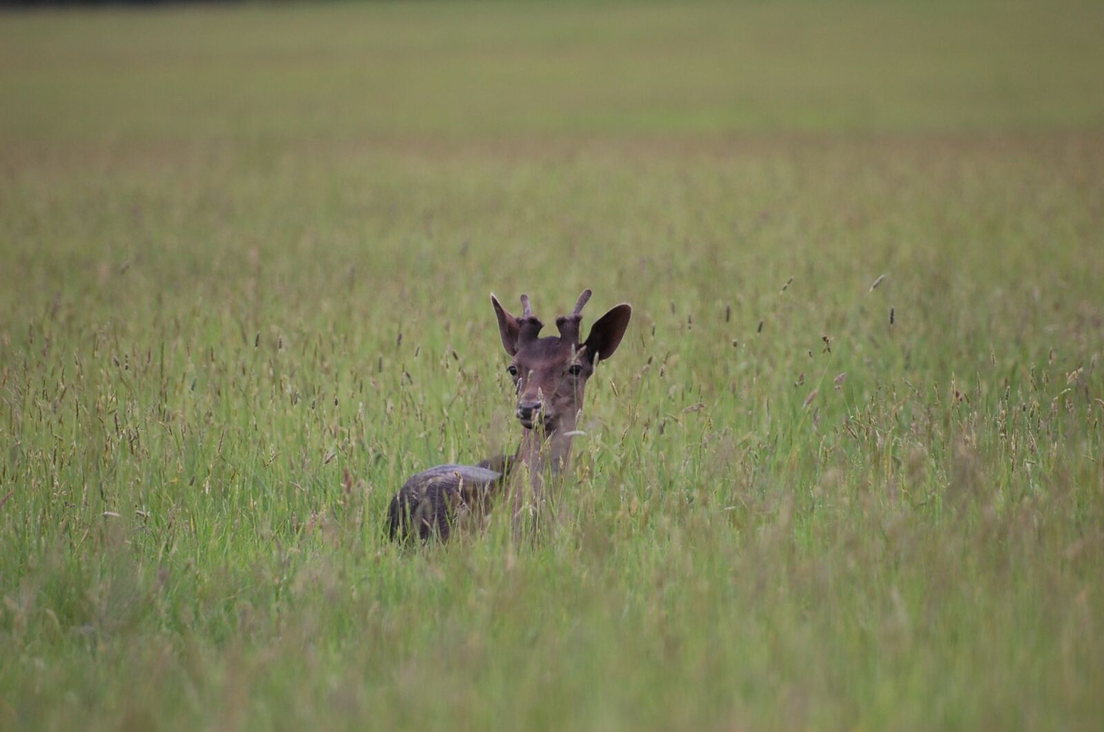 Nikon D40 sample photo. Deer, meadow, summer photography