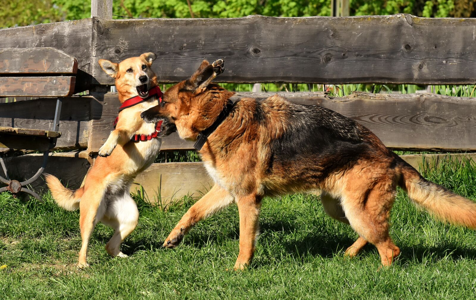 Nikon D7200 sample photo. Dogs, play, romp photography