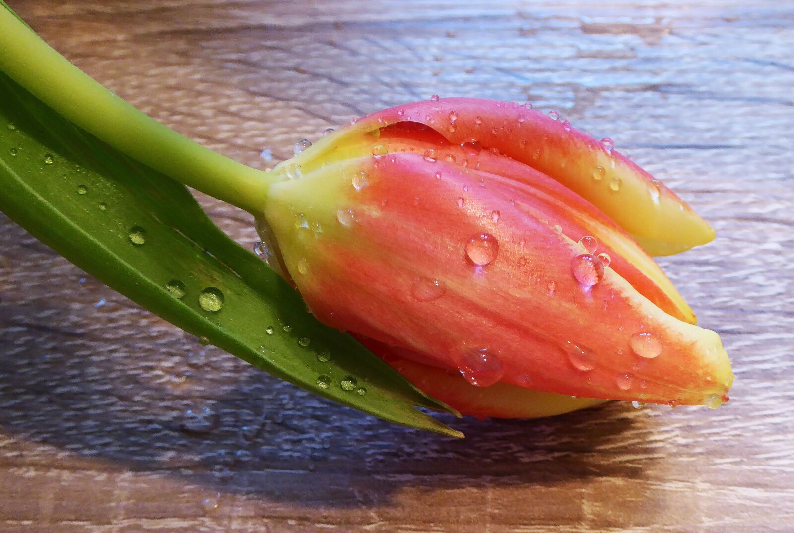 Panasonic DMC-TZ61 sample photo. Spring, tulip, salmon photography