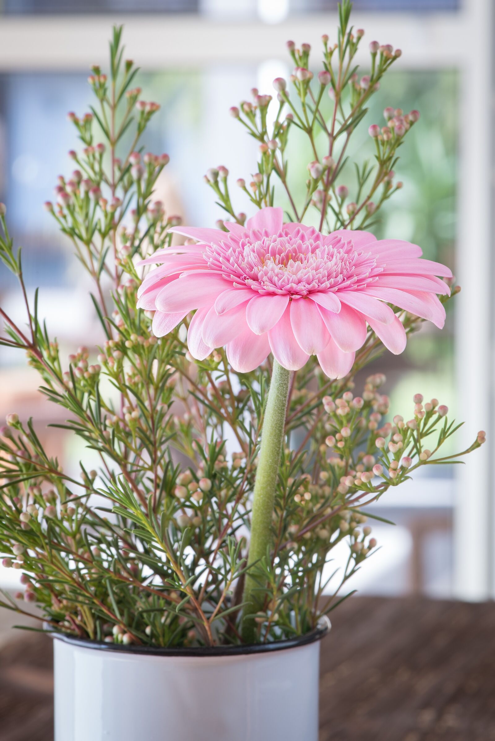Nikon D750 sample photo. Gerbera, pink, pink gerbera photography