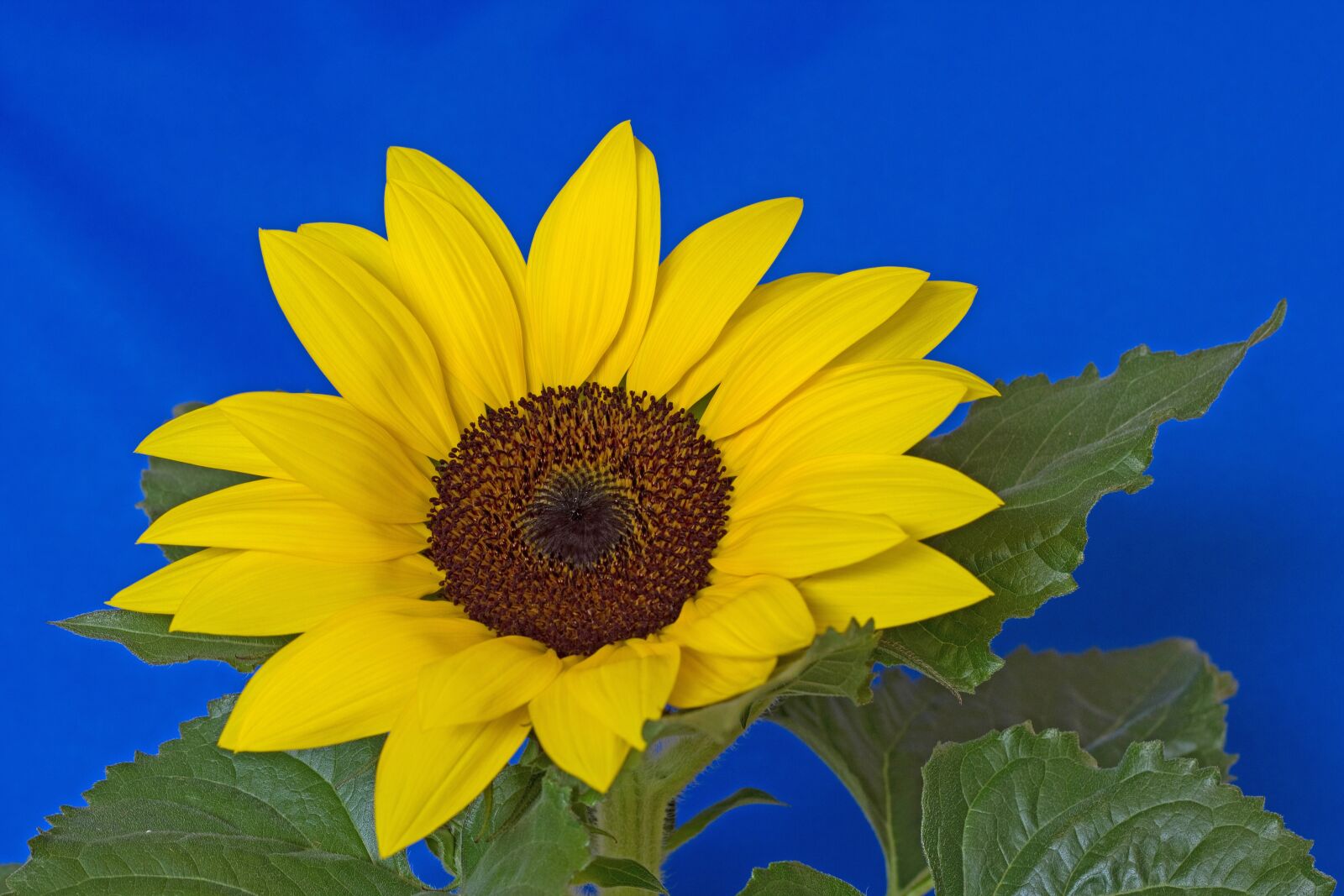 Canon EOS 550D (EOS Rebel T2i / EOS Kiss X4) sample photo. Sunflower, flower, blossom photography