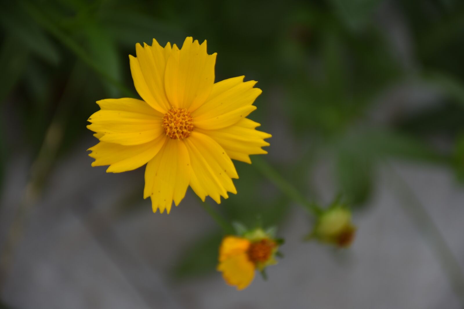Nikon D7200 sample photo. Flower, small yellow flowers photography