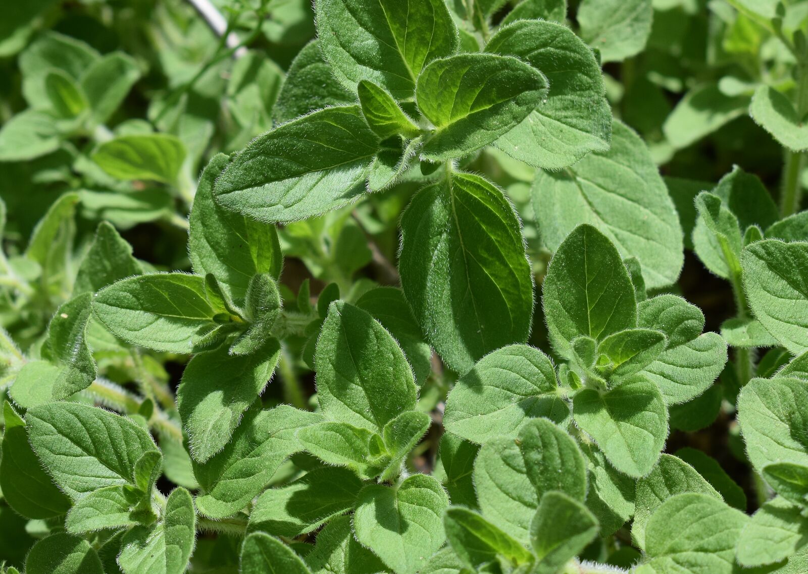 Nikon D3300 sample photo. Oregano, herb, plant photography