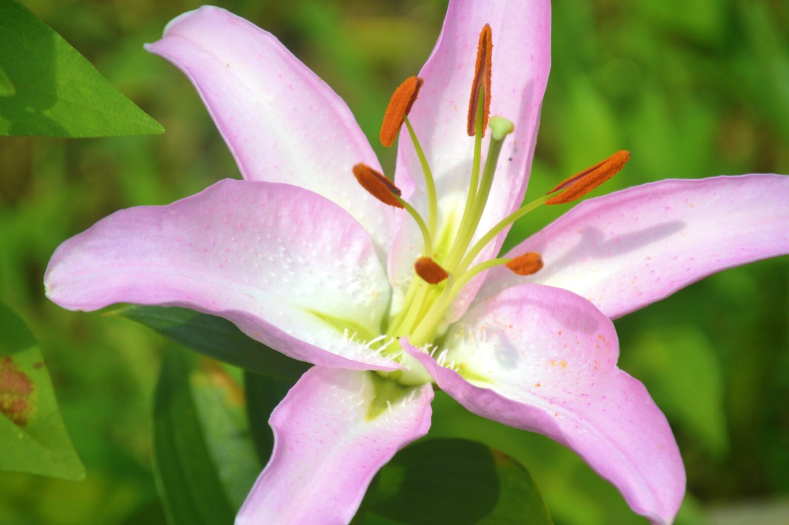 Nikon D3200 sample photo. Lilies, spring, flowers photography