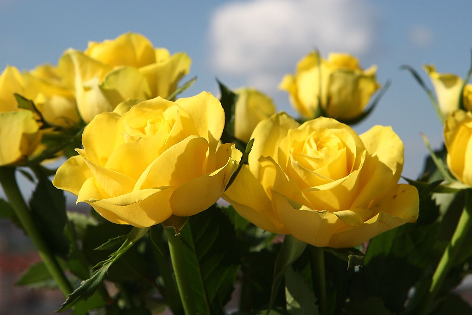 Canon EOS-1D Mark III sample photo. Yellow, roses, flowers photography