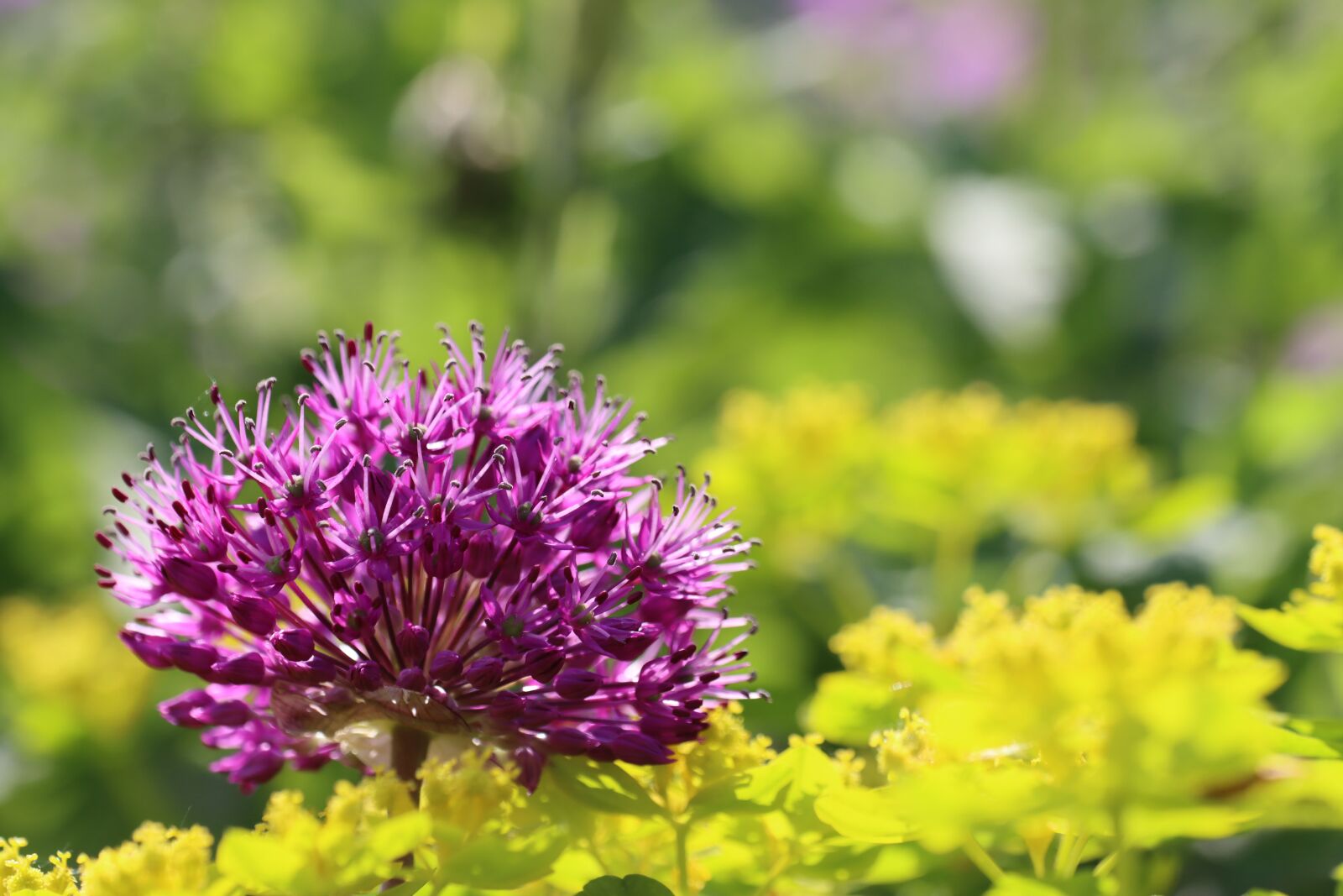 Canon EOS 90D sample photo. Flowers, shrub, blossom photography