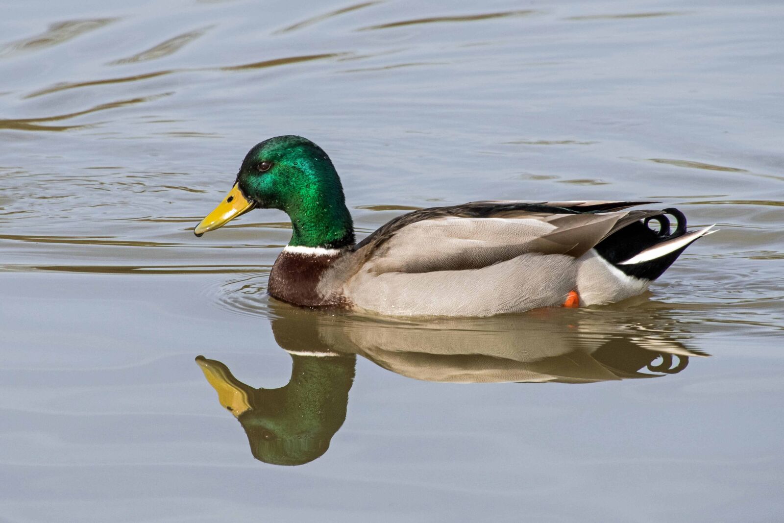 Nikon D500 sample photo. Waterfowl, poultry, ornithology, wild photography
