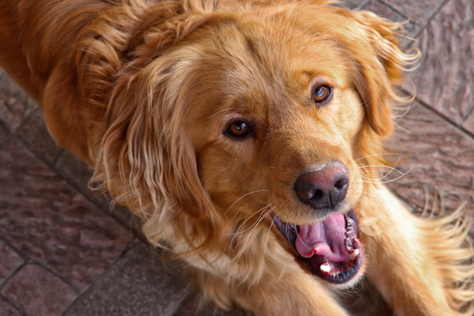 Canon EOS 77D (EOS 9000D / EOS 770D) sample photo. Dog, golden retriver, animal photography