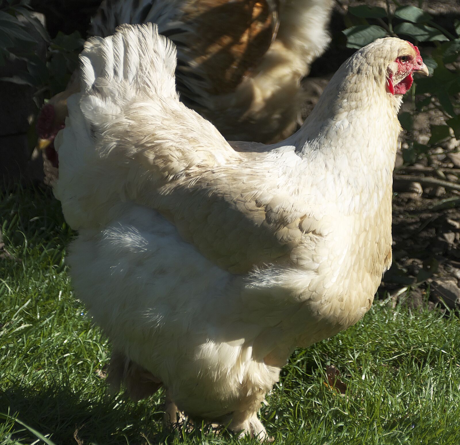 Panasonic Lumix DMC-FZ1000 sample photo. Chicken, hen, brahma hen photography