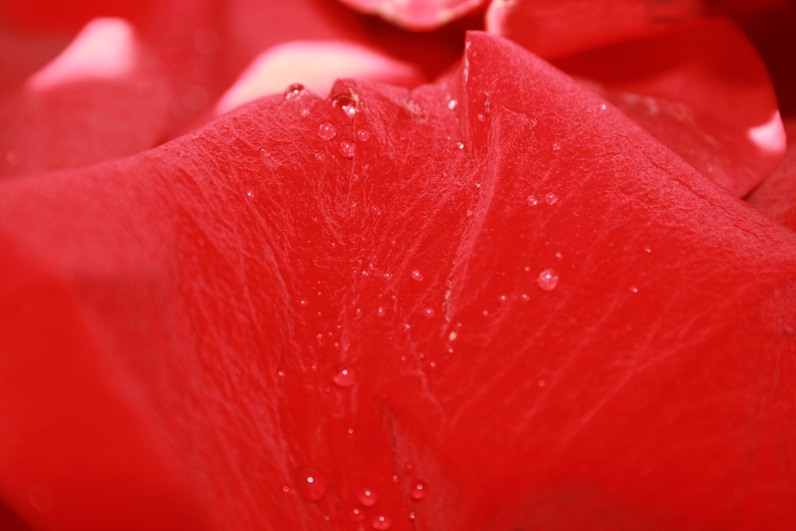 Canon EOS 400D (EOS Digital Rebel XTi / EOS Kiss Digital X) sample photo. Rose, petals, red photography