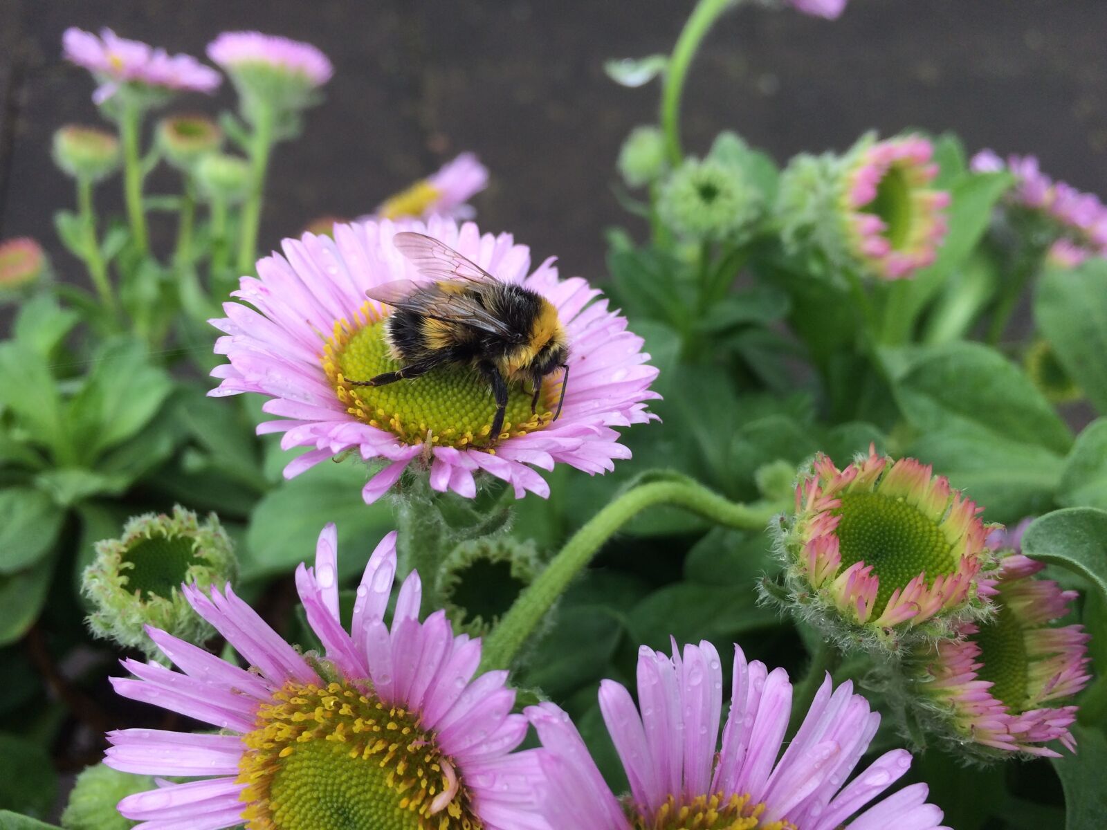 iPhone 5s back camera 4.15mm f/2.2 sample photo. Bee, flower, insect photography
