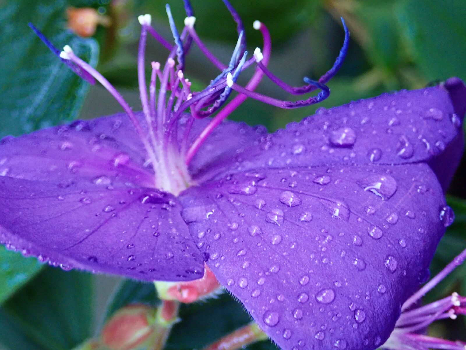 Olympus TG-5 sample photo. Flower, purple, raindrops photography