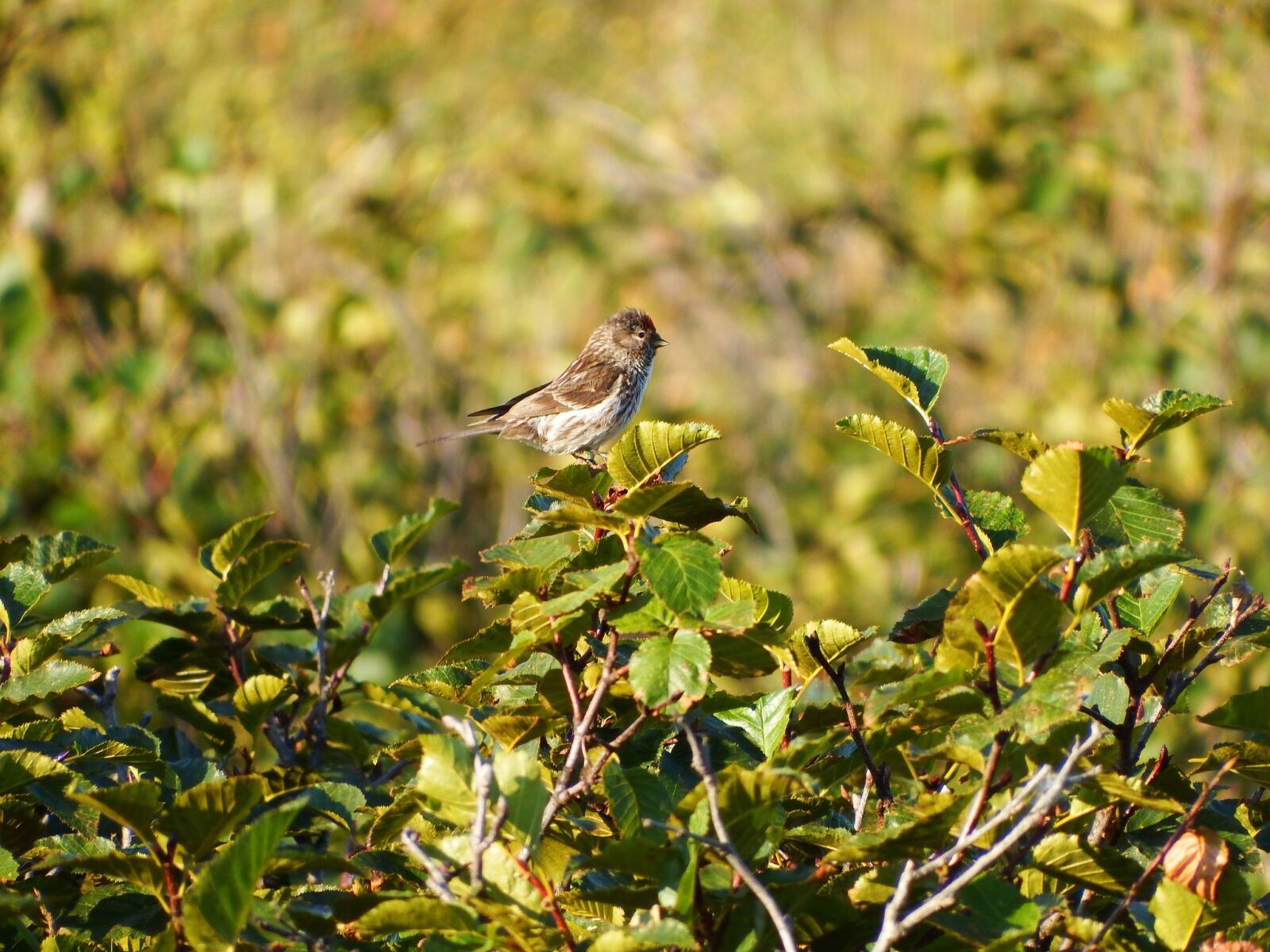 Fujifilm FinePix S1 sample photo. Bird, morning, song photography