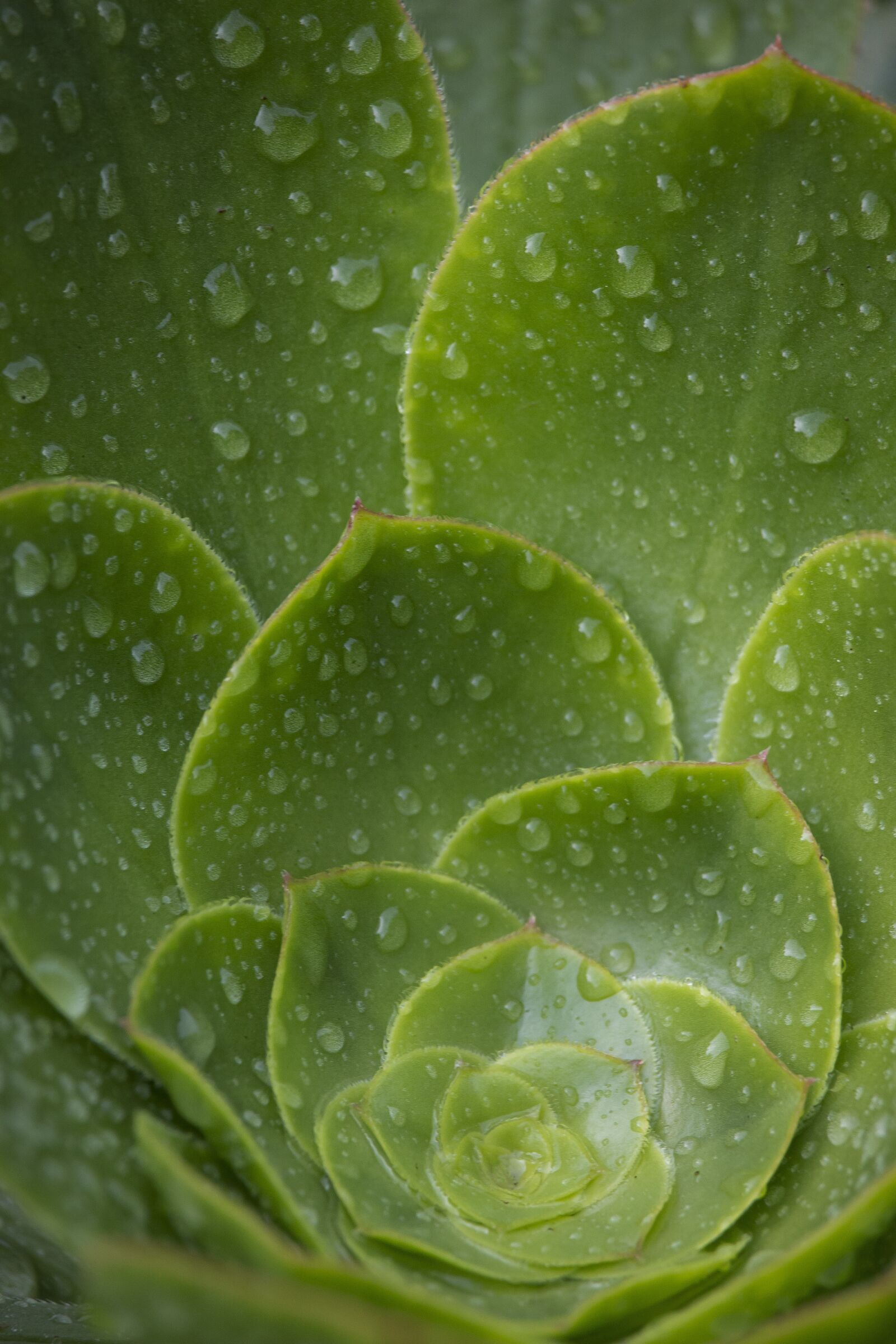 Canon EF-S 55-250mm F4-5.6 IS STM sample photo. Green, nature, succulent photography