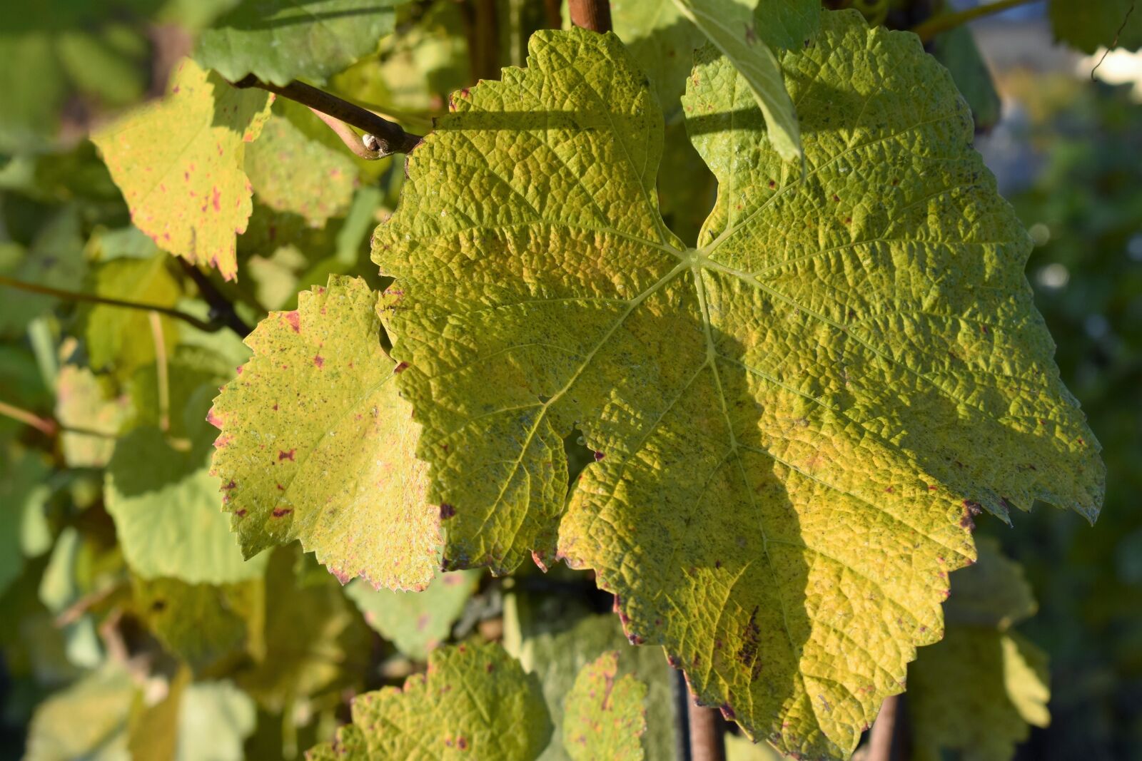 Nikon D5500 sample photo. Grapevine, leaves, plant photography