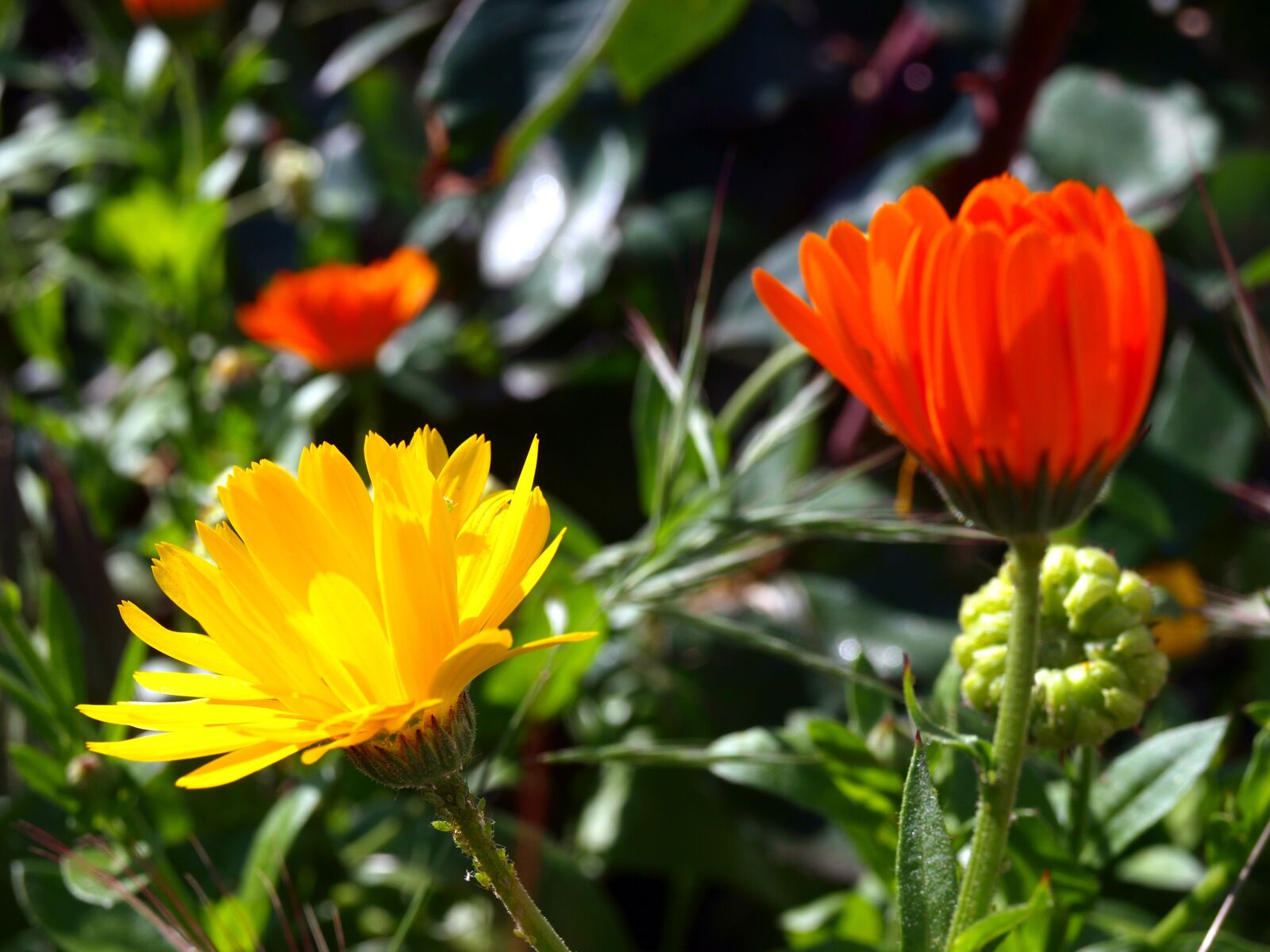 Olympus E-420 (EVOLT E-420) sample photo. Chrysanthemums, wild flowers, flowering photography