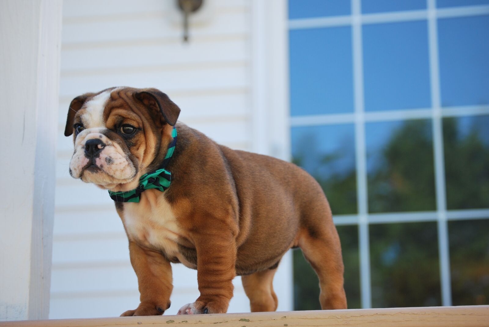Nikon D60 sample photo. Bulldog, puppy, dog photography