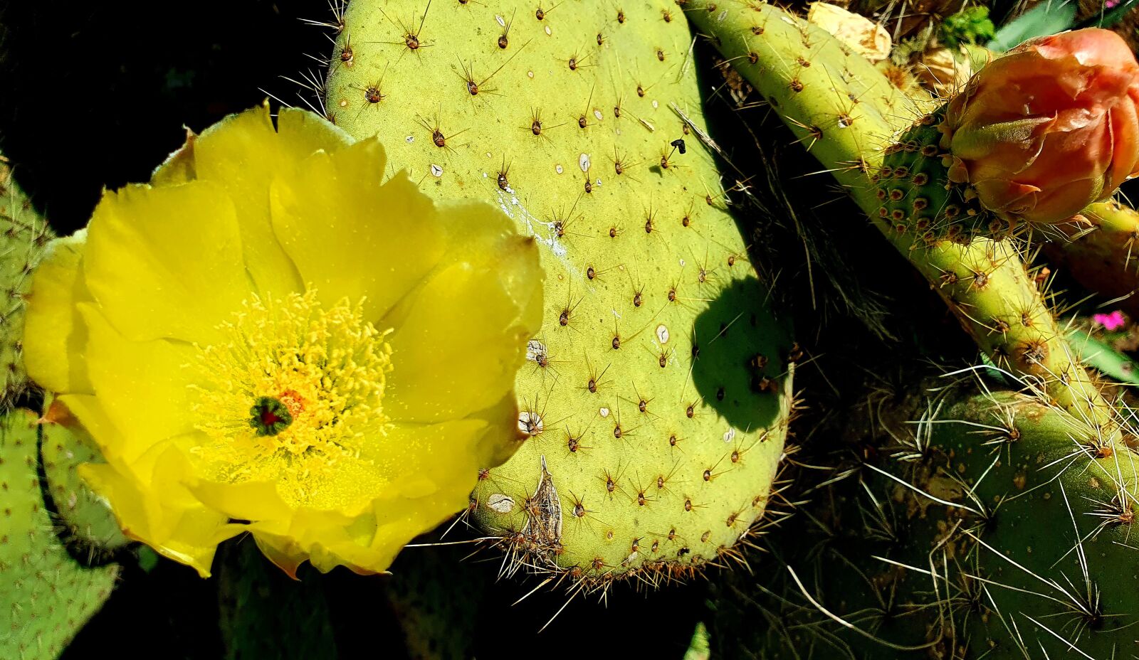 Samsung Galaxy S10e sample photo. Dea, cactus, flower photography