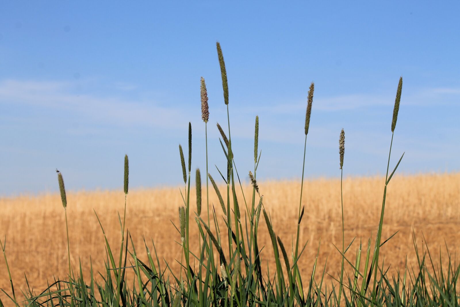 Canon EF-S 55-250mm F4-5.6 IS sample photo. Grass, grasses, nature photography