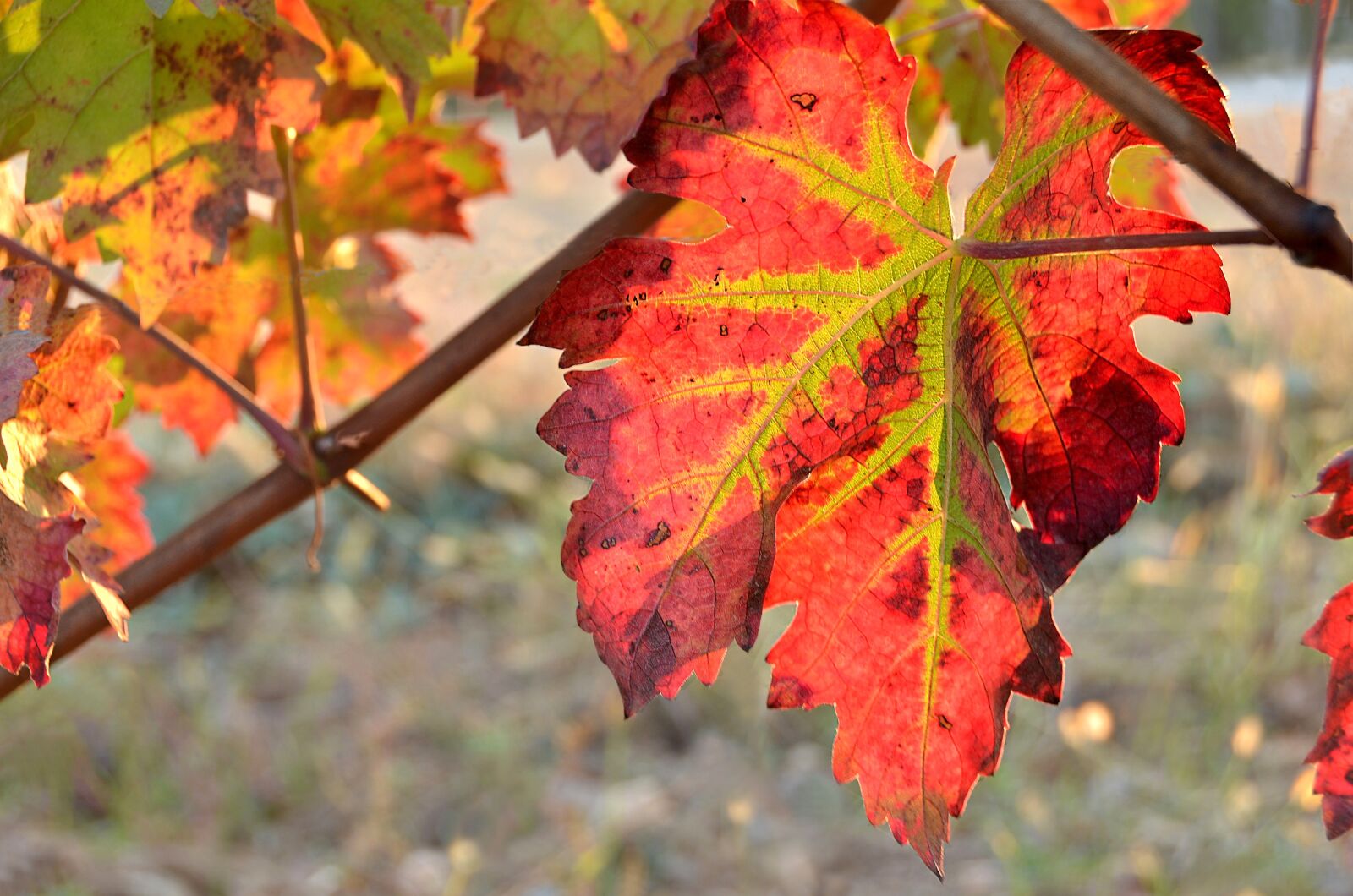 Nikon D7000 sample photo. Nature, leaf, vine photography
