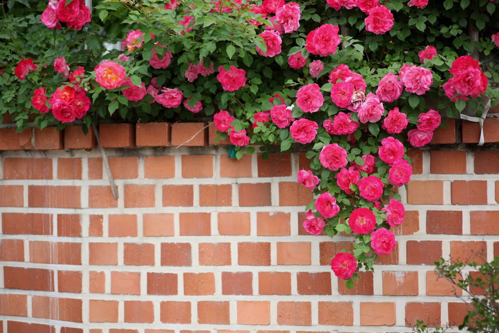 Canon EOS 5D Mark II sample photo. Flowers, brick, plants photography