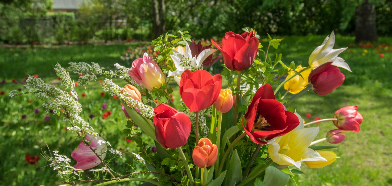 Pentax K-3 sample photo. Flower, nature, garden photography