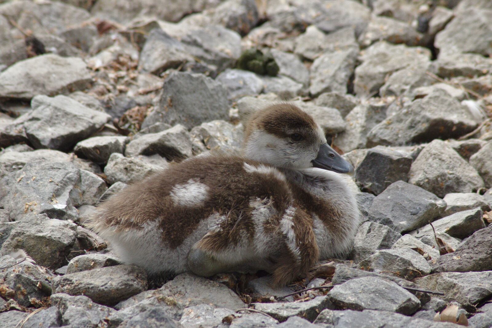 Canon EOS 750D (EOS Rebel T6i / EOS Kiss X8i) sample photo. Goose, chicks, goslings photography