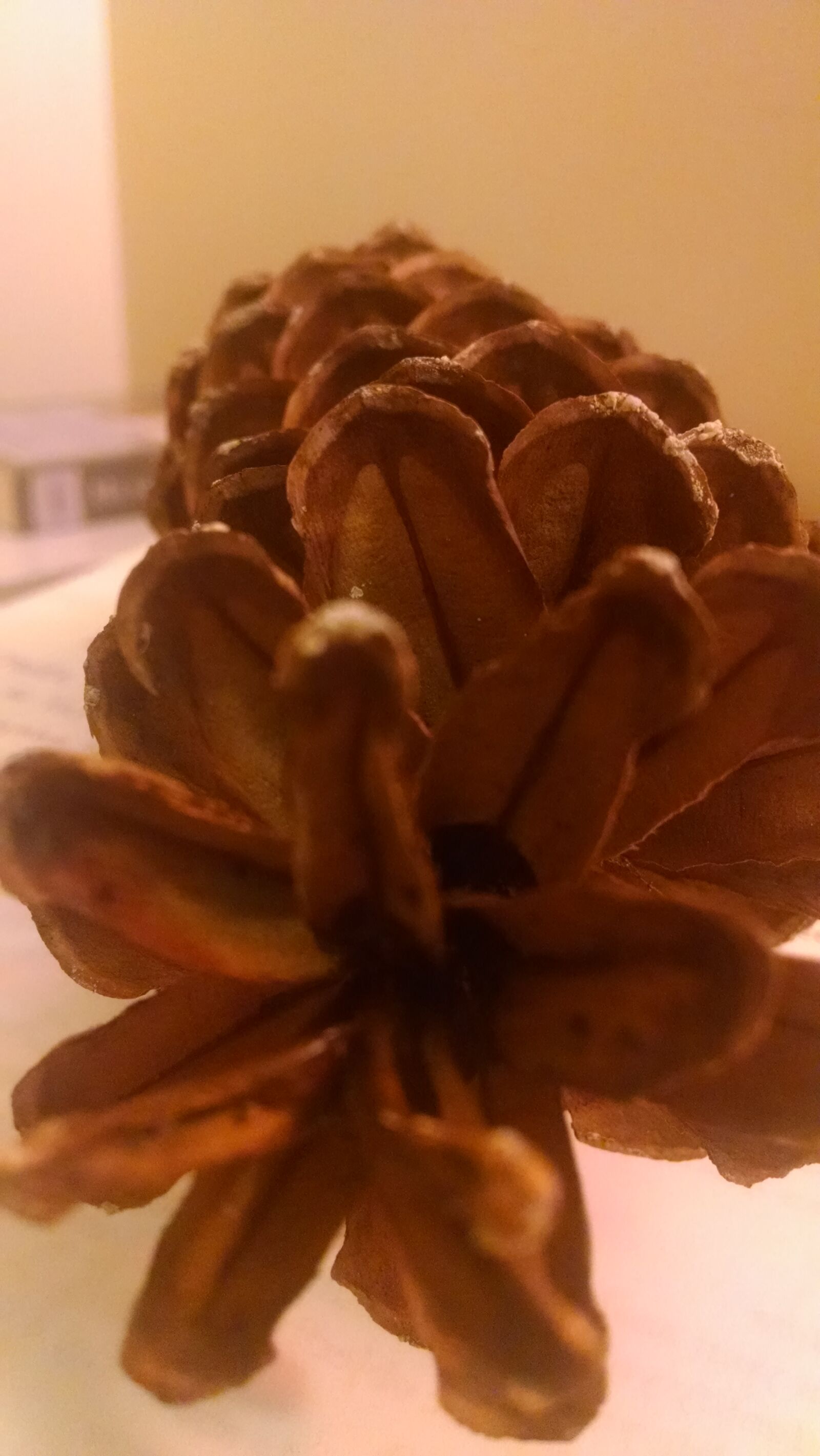 Motorola Moto X (1st Gen) sample photo. Nature, night, pinecone photography