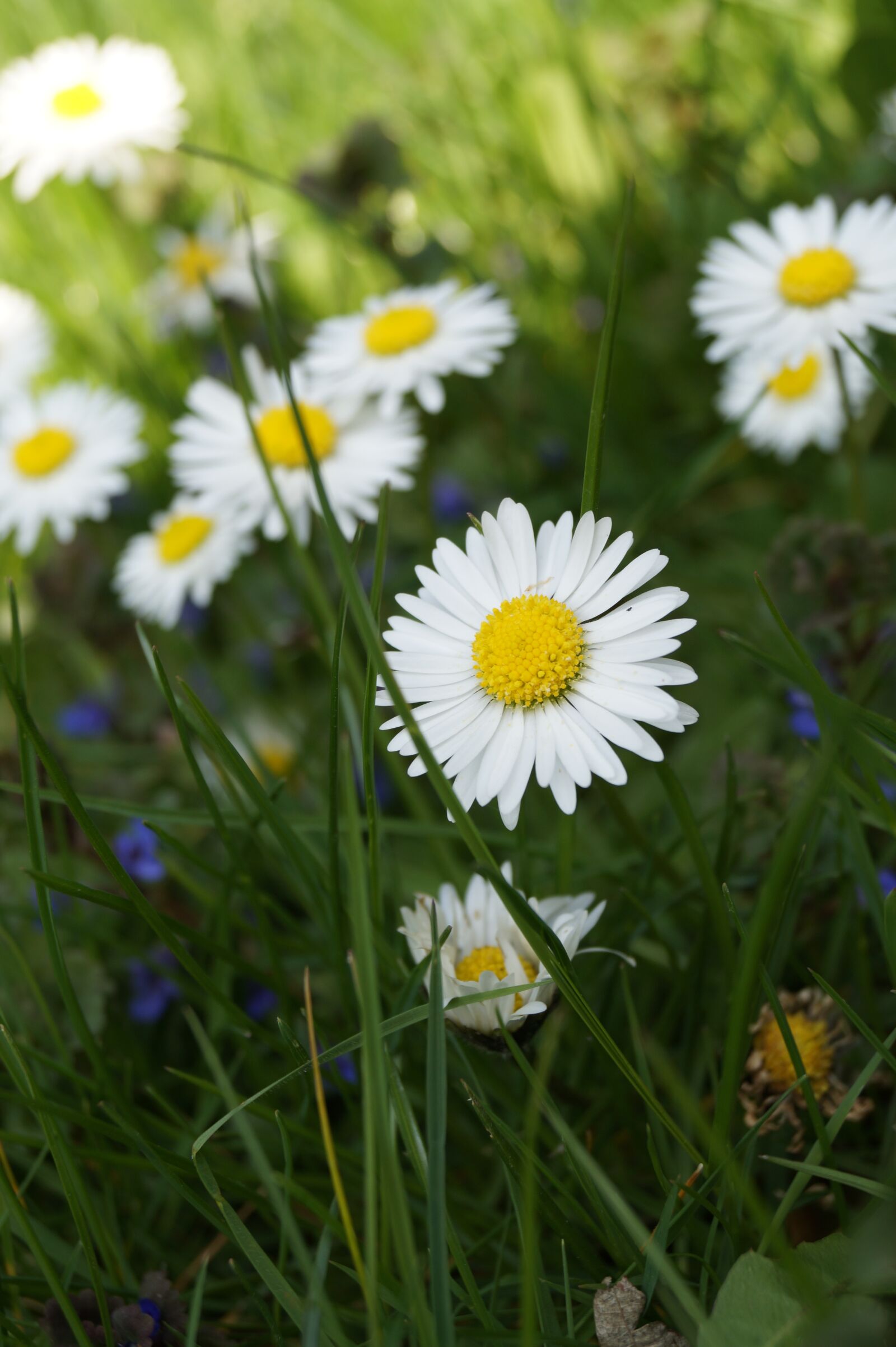 Sony DT 18-55mm F3.5-5.6 SAM II sample photo. Garden, plant, blossom photography