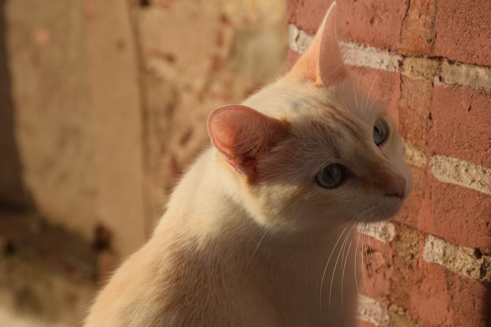 Nikon D5300 sample photo. Cat, feline, mammal photography