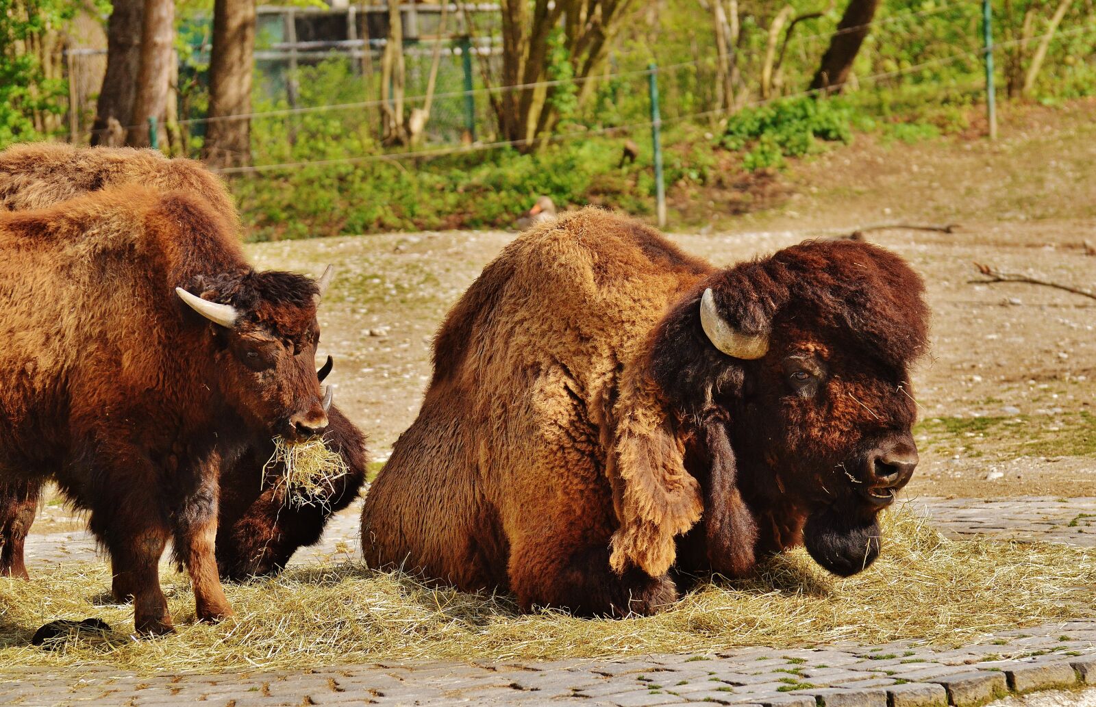 Nikon D3200 sample photo. Bison, wild animal, animal photography