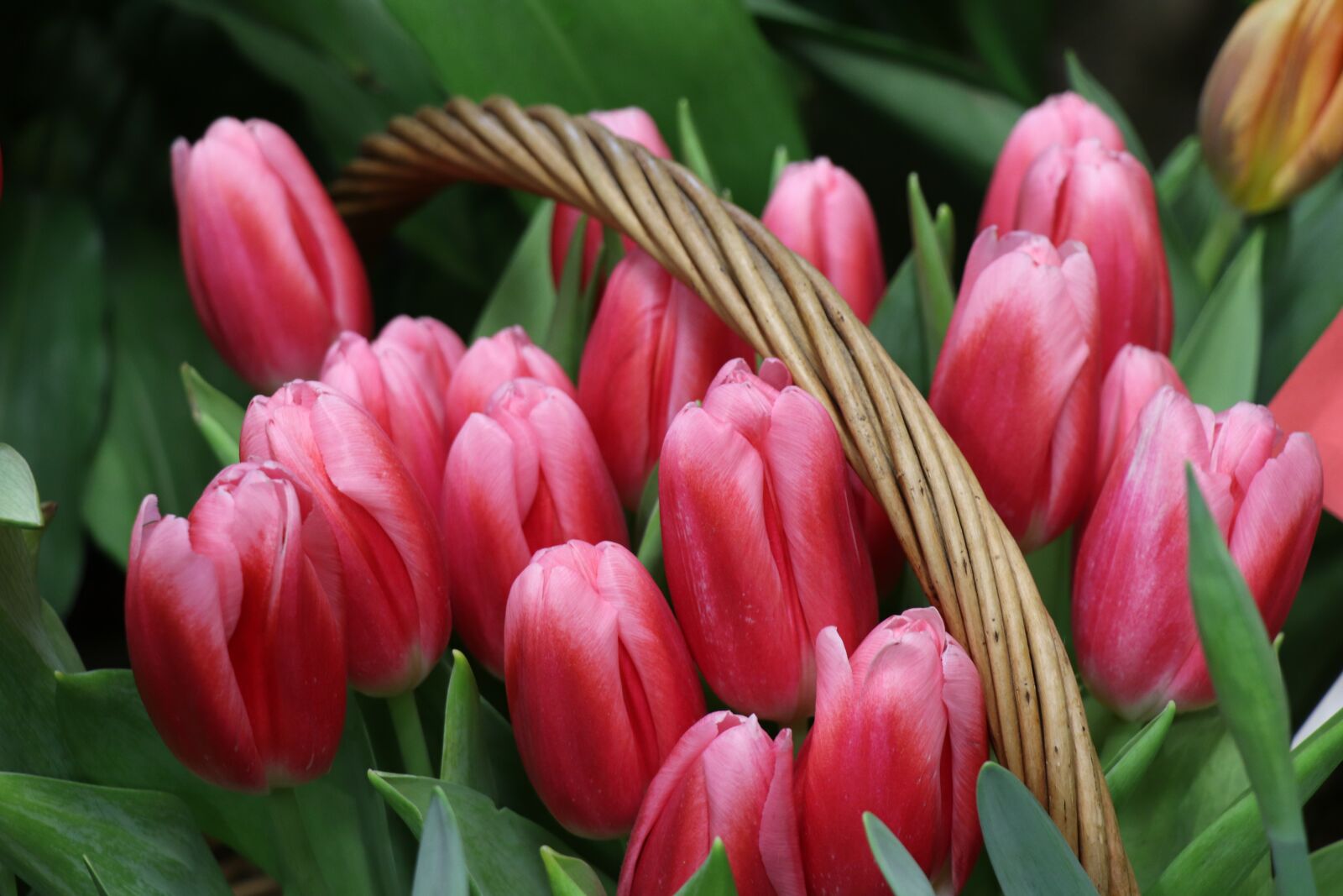 Canon EOS 77D (EOS 9000D / EOS 770D) sample photo. Tulips, bouquet, basket photography