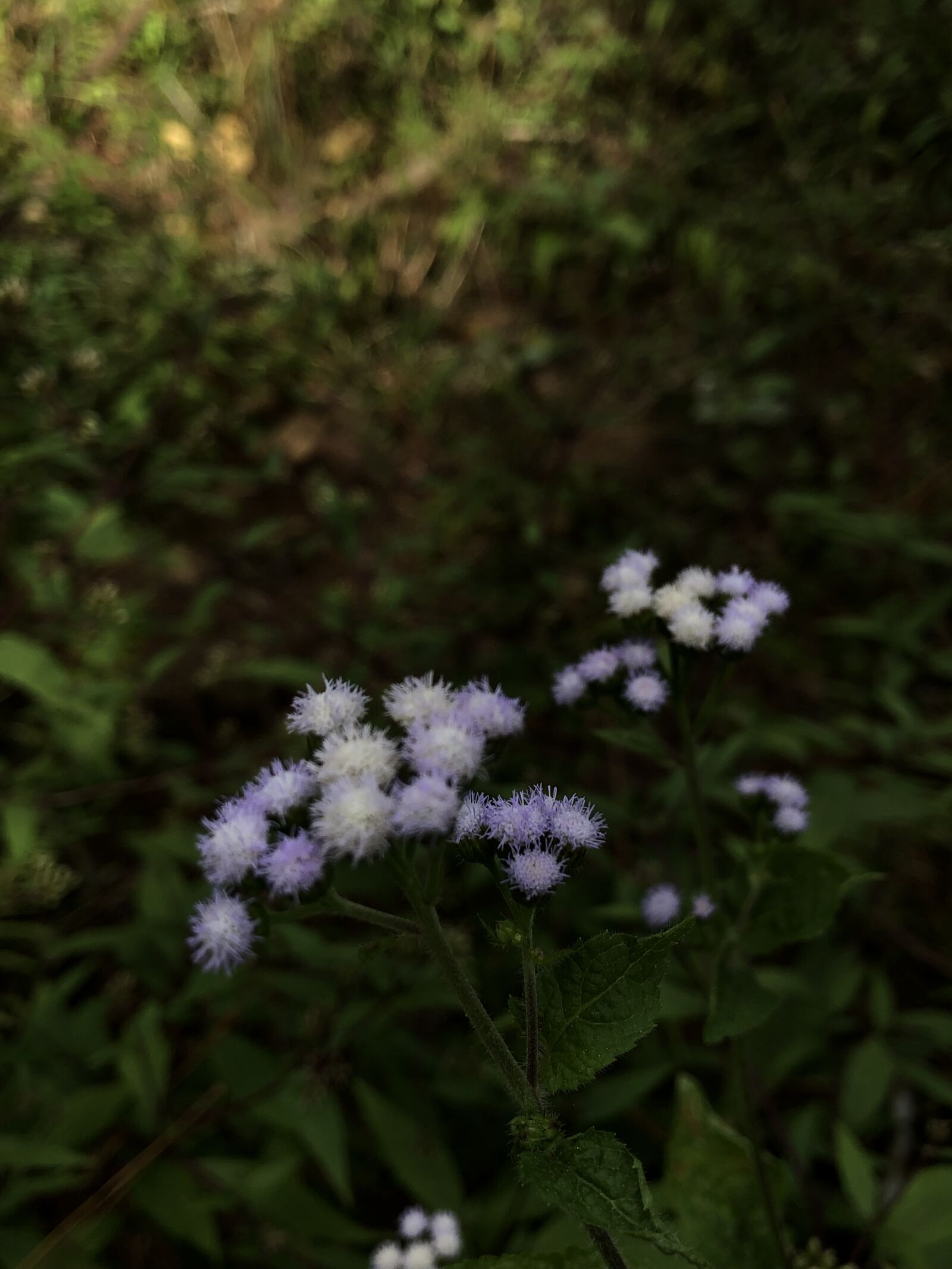 Apple iPhone 8 Plus sample photo
