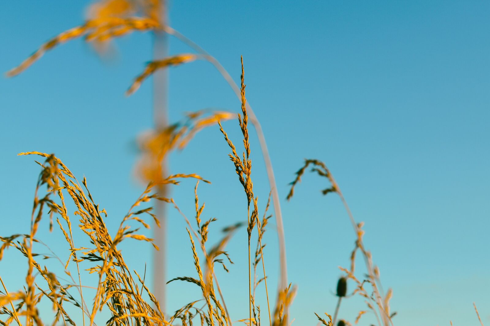 Nikon D5600 sample photo. Wheat, plant, sky photography