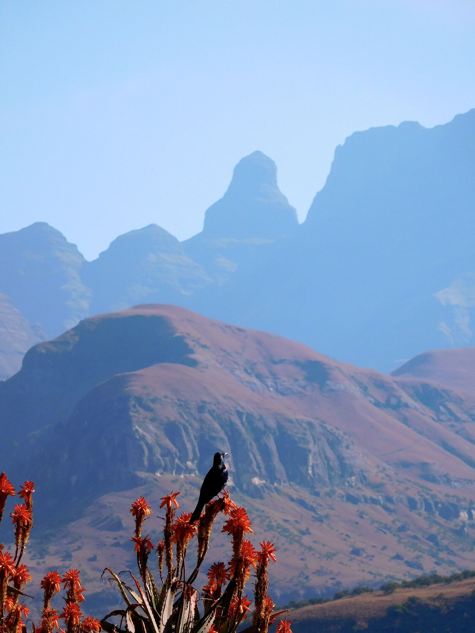 Nikon Coolpix S7000 sample photo. Mountains, drakensberg, aloe vera photography