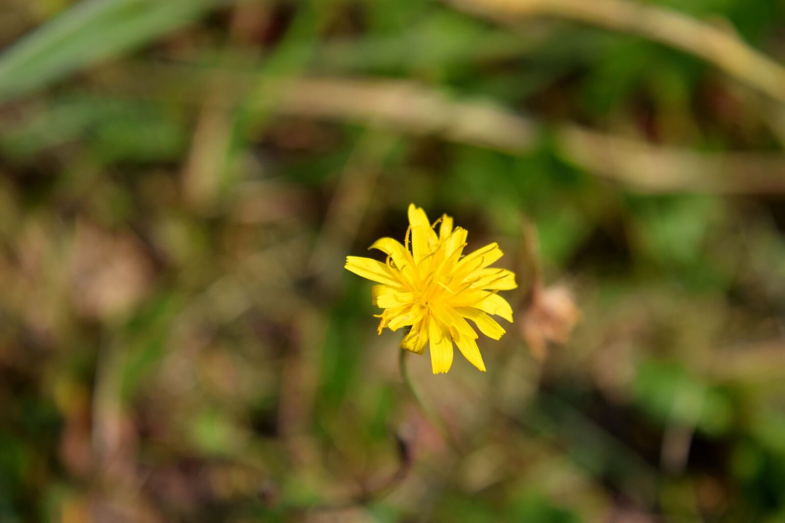 Nikon D5300 sample photo. Flower, yellow, nature photography