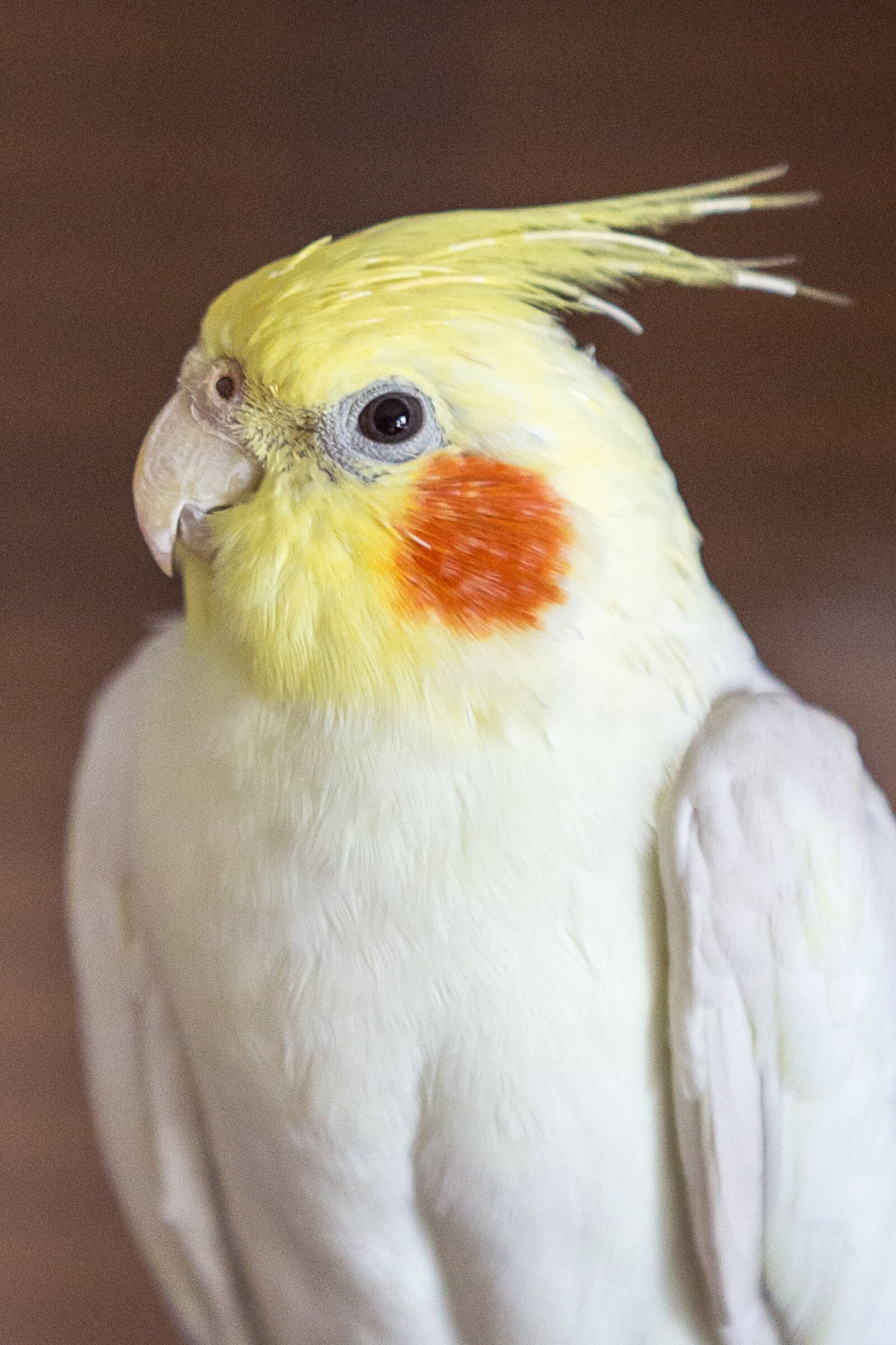 Canon EOS 5D Mark III sample photo. Cockatiel, parakeet, bird photography