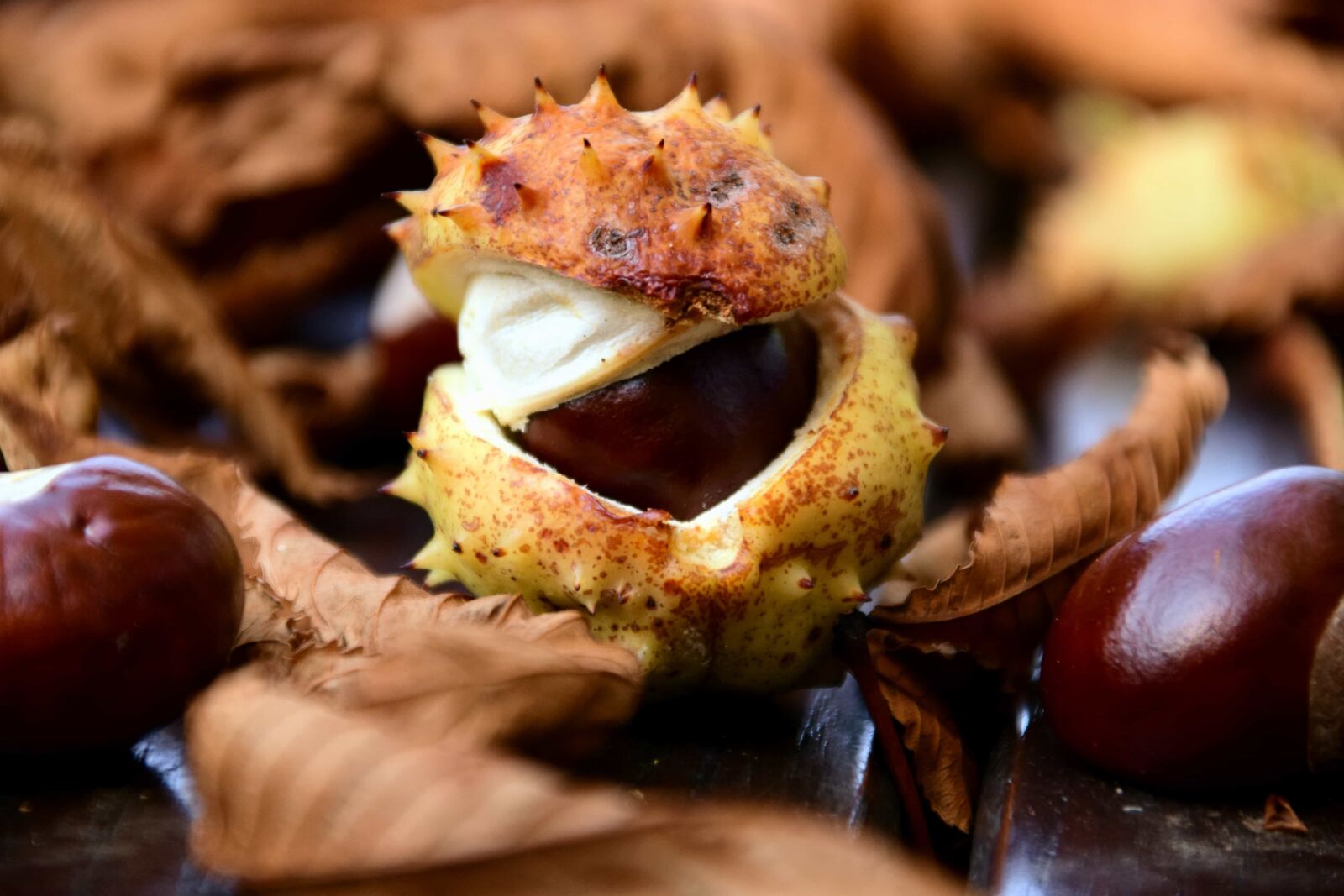 Nikon D3300 sample photo. Wood, seed, autumn, chestnut photography