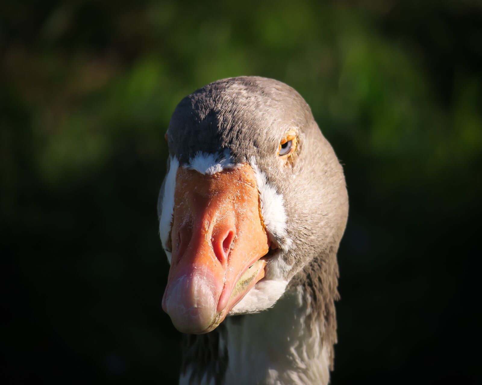 Canon PowerShot G3 X sample photo. Goose, ganter, bill photography