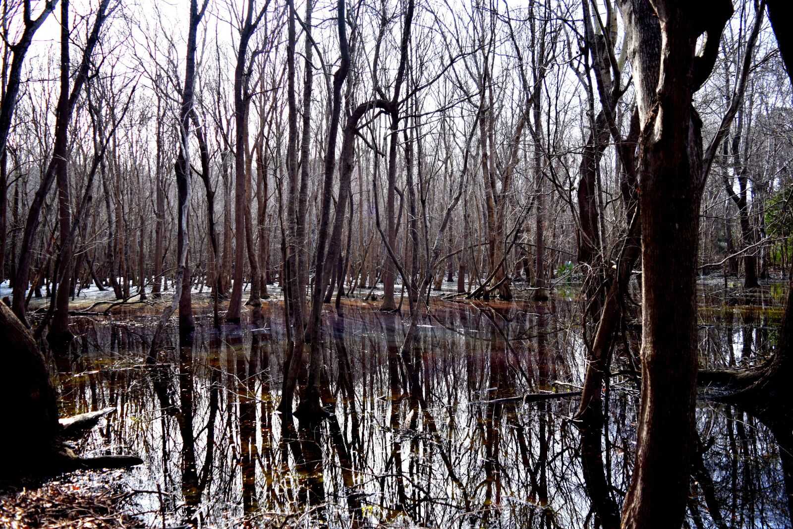 Nikon D3300 sample photo. Swamp, nature, landscape photography