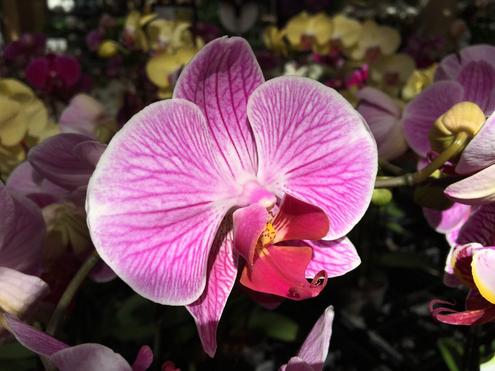 Apple iPhone 6s sample photo. Flower, blossom, bloom photography