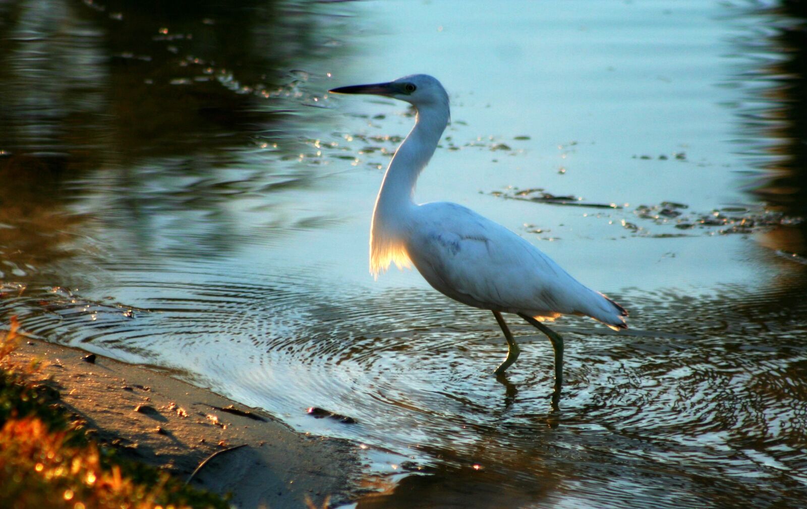 Canon EOS 350D (EOS Digital Rebel XT / EOS Kiss Digital N) sample photo. Water birds, coastal birds photography