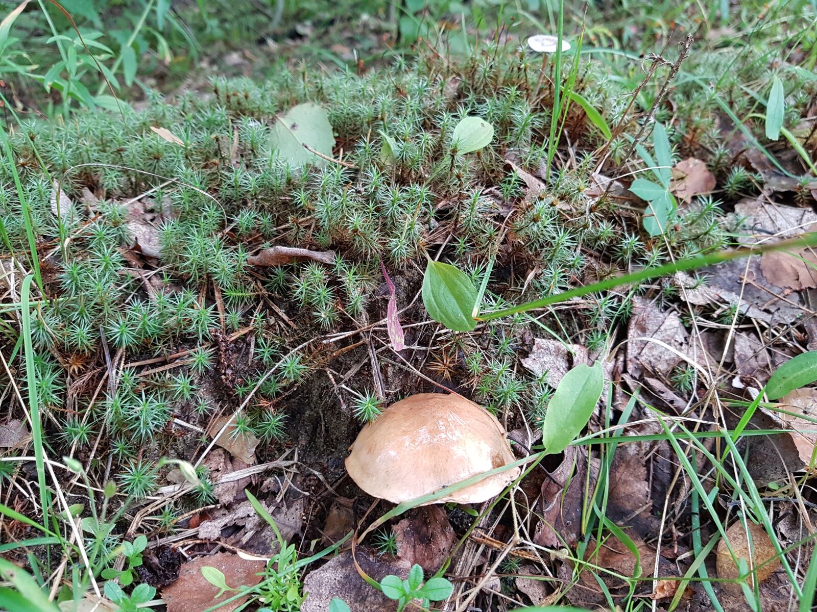 Samsung Galaxy S7 sample photo. Mushroom, mushrooms, boletus photography