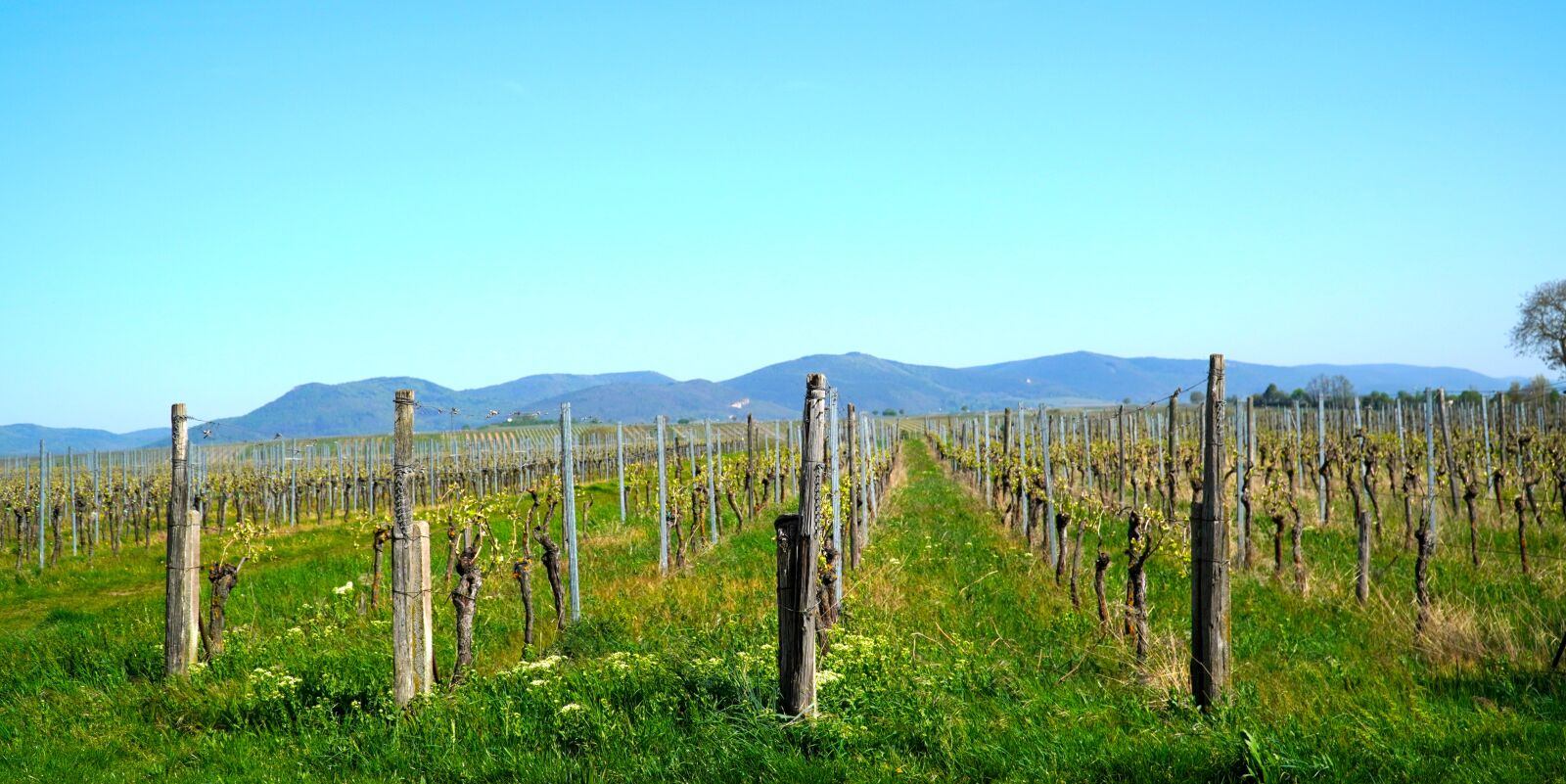 Sony E PZ 18-105mm F4 G OSS sample photo. Vineyards, vines, winegrowing photography