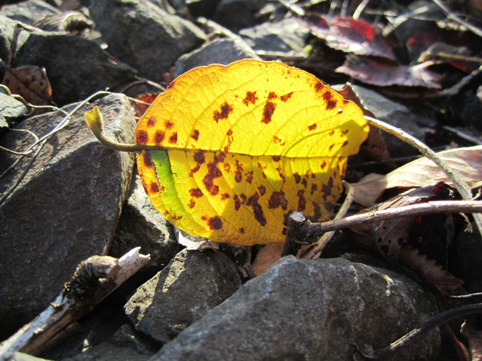 Canon PowerShot SD1400 IS (IXUS 130 / IXY 400F) sample photo. Leaf, autumn, golden autumn photography