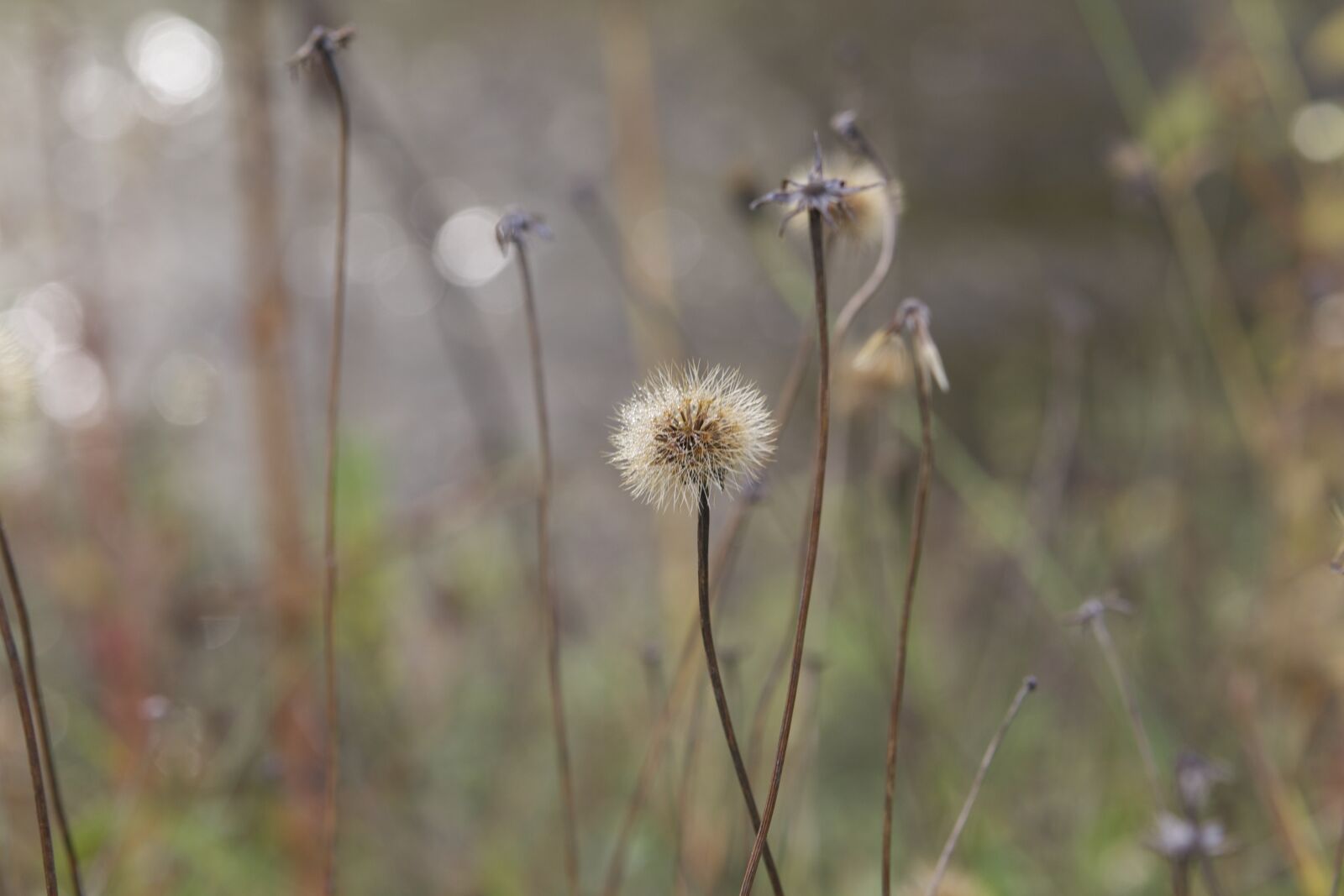 Canon EOS 650D (EOS Rebel T4i / EOS Kiss X6i) sample photo. Dandelion, macro, nature photography