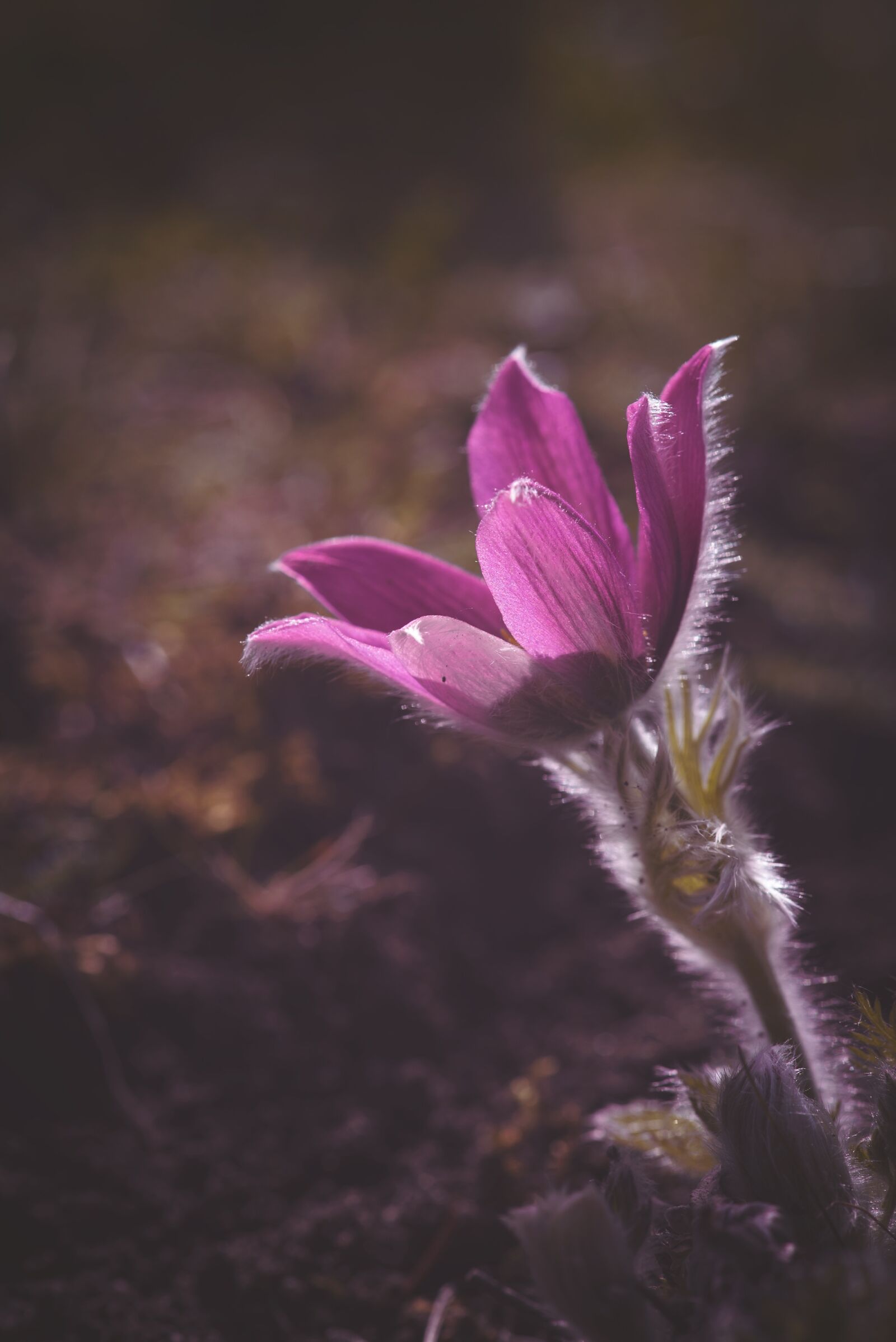 Nikon D750 sample photo. Anemone, pink, purple photography