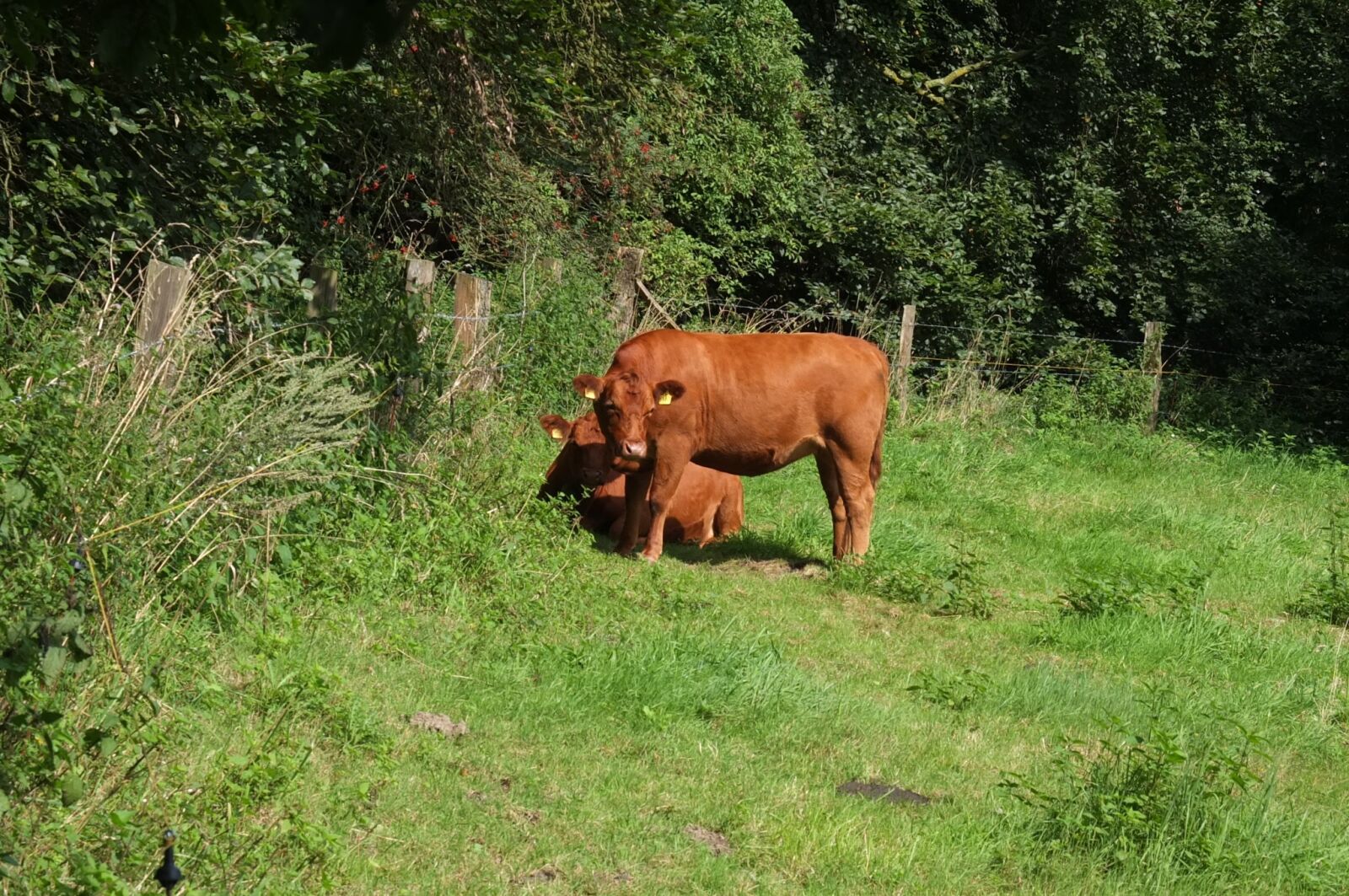 Fujifilm X10 sample photo. Cow, calf, meadow photography