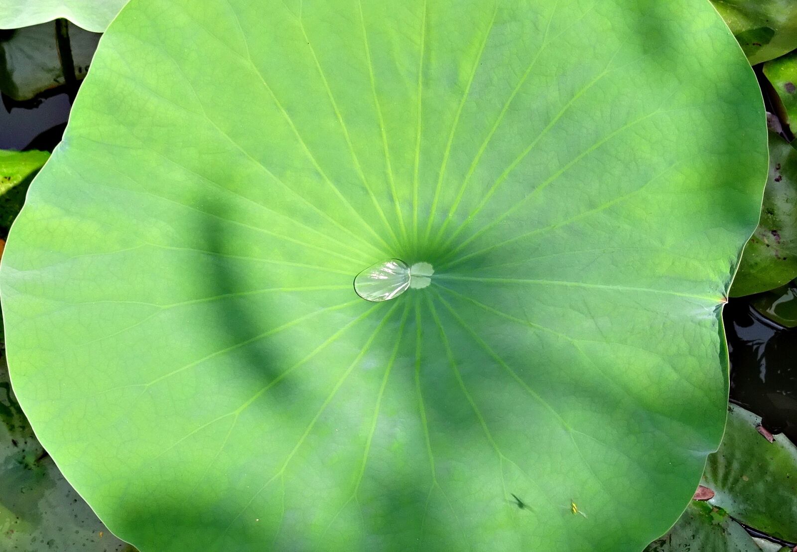 Sony DSC-HX60V sample photo. Lotus, leaf, water photography